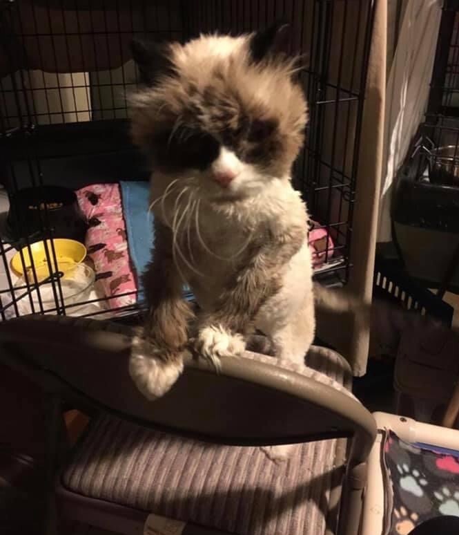Sweet Rick standing on a chair beside his open recovery enclosure